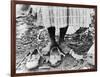 Cotton Picker, 1937-Dorothea Lange-Framed Photographic Print