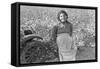 Cotton Picker-Dorothea Lange-Framed Stretched Canvas