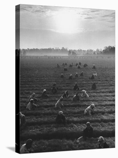 Cotton Pickers Working in the Fields-null-Stretched Canvas