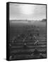 Cotton Pickers Working in the Fields-null-Framed Stretched Canvas