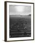 Cotton Pickers Working in the Fields-null-Framed Photographic Print