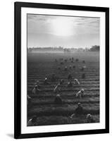 Cotton Pickers Working in the Fields-null-Framed Photographic Print