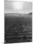Cotton Pickers Working in the Fields-null-Mounted Photographic Print