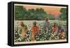 Cotton Picking, Augusta, Georgia, 1943-null-Framed Stretched Canvas