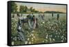 Cotton Picking, Augusta, Georgia, C1900-null-Framed Stretched Canvas