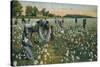 Cotton Picking, Augusta, Georgia, C1900-null-Stretched Canvas