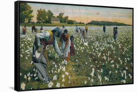 Cotton Picking, Augusta, Georgia, C1900-null-Framed Stretched Canvas