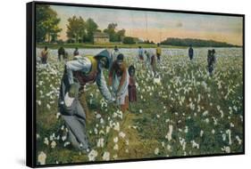Cotton Picking, Augusta, Georgia, C1900-null-Framed Stretched Canvas