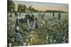 Cotton Picking, Augusta, Georgia, C1900-null-Stretched Canvas