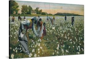 Cotton Picking, Augusta, Georgia, C1900-null-Stretched Canvas