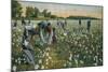 Cotton Picking, Augusta, Georgia, C1900-null-Mounted Giclee Print