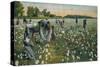 Cotton Picking, Augusta, Georgia, C1900-null-Stretched Canvas