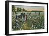 Cotton Picking, Augusta, Georgia, C1900-null-Framed Giclee Print