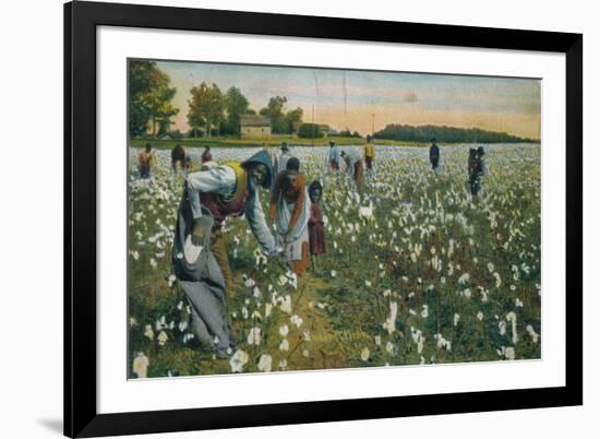 Cotton Picking, Augusta, Georgia, C1900-null-Framed Giclee Print