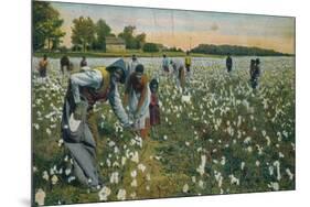 Cotton Picking, Augusta, Georgia, C1900-null-Mounted Giclee Print