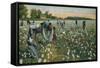 Cotton Picking, Augusta, Georgia, C1900-null-Framed Stretched Canvas