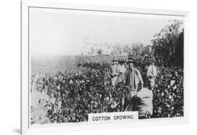 Cotton Picking, Australia, 1928-null-Framed Giclee Print