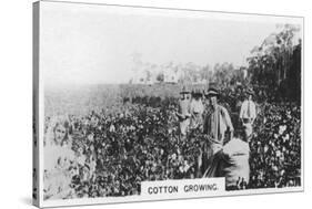Cotton Picking, Australia, 1928-null-Stretched Canvas