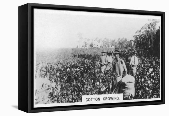 Cotton Picking, Australia, 1928-null-Framed Stretched Canvas