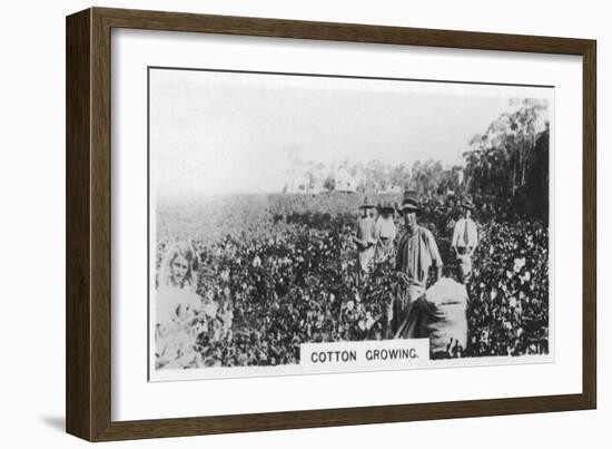 Cotton Picking, Australia, 1928-null-Framed Giclee Print