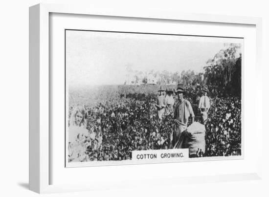 Cotton Picking, Australia, 1928-null-Framed Giclee Print