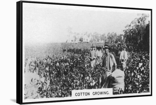 Cotton Picking, Australia, 1928-null-Framed Stretched Canvas