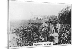 Cotton Picking, Australia, 1928-null-Stretched Canvas