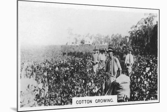Cotton Picking, Australia, 1928-null-Mounted Giclee Print