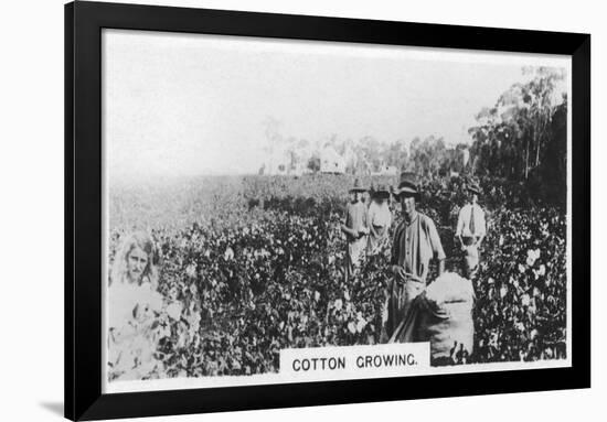 Cotton Picking, Australia, 1928-null-Framed Giclee Print