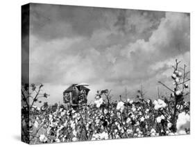 Cotton Picking Machine Doing the Work of 25 Field Hands on Large Farm in the South-Margaret Bourke-White-Stretched Canvas