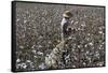 Cotton Picking, Sao Paolo State, Brazil, South America-Walter Rawlings-Framed Stretched Canvas