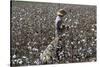 Cotton Picking, Sao Paolo State, Brazil, South America-Walter Rawlings-Stretched Canvas