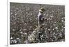 Cotton Picking, Sao Paolo State, Brazil, South America-Walter Rawlings-Framed Photographic Print