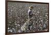 Cotton Picking, Sao Paolo State, Brazil, South America-Walter Rawlings-Framed Photographic Print