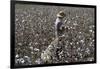 Cotton Picking, Sao Paolo State, Brazil, South America-Walter Rawlings-Framed Photographic Print