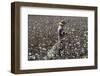 Cotton Picking, Sao Paolo State, Brazil, South America-Walter Rawlings-Framed Photographic Print