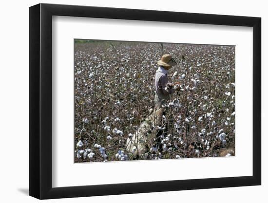 Cotton Picking, Sao Paolo State, Brazil, South America-Walter Rawlings-Framed Photographic Print