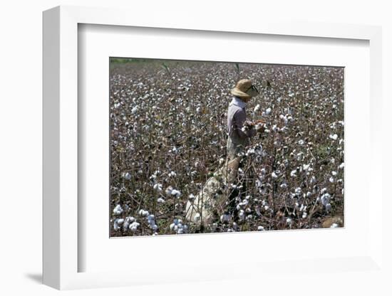 Cotton Picking, Sao Paolo State, Brazil, South America-Walter Rawlings-Framed Photographic Print