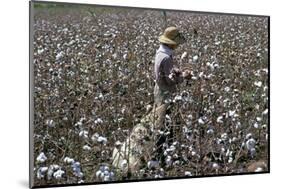Cotton Picking, Sao Paolo State, Brazil, South America-Walter Rawlings-Mounted Photographic Print