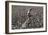 Cotton Picking, Sao Paolo State, Brazil, South America-Walter Rawlings-Framed Photographic Print