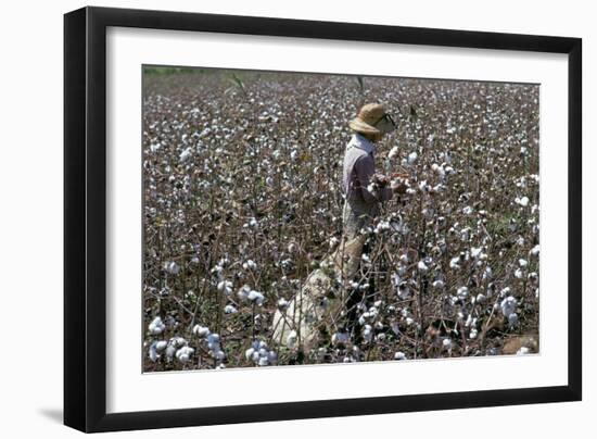 Cotton Picking, Sao Paolo State, Brazil, South America-Walter Rawlings-Framed Photographic Print