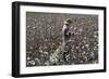 Cotton Picking, Sao Paolo State, Brazil, South America-Walter Rawlings-Framed Photographic Print