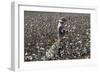 Cotton Picking, Sao Paolo State, Brazil, South America-Walter Rawlings-Framed Photographic Print