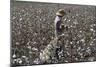 Cotton Picking, Sao Paolo State, Brazil, South America-Walter Rawlings-Mounted Photographic Print