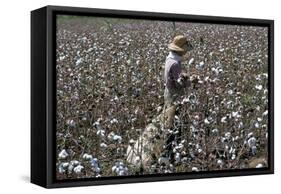 Cotton Picking, Sao Paolo State, Brazil, South America-Walter Rawlings-Framed Stretched Canvas