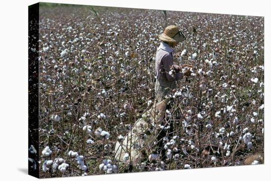 Cotton Picking, Sao Paolo State, Brazil, South America-Walter Rawlings-Stretched Canvas