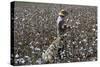 Cotton Picking, Sao Paolo State, Brazil, South America-Walter Rawlings-Stretched Canvas