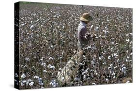 Cotton Picking, Sao Paolo State, Brazil, South America-Walter Rawlings-Stretched Canvas