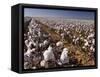 Cotton Plant, Lubbock, Panhandle, Texas-Rolf Nussbaumer-Framed Stretched Canvas