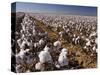Cotton Plant, Lubbock, Panhandle, Texas-Rolf Nussbaumer-Stretched Canvas